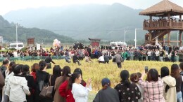 抓猪、割禾、套鸭！宁远乡村丰收玩法超多