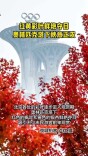 红黄彩叶鲜艳夺目，奥林匹克塔下秋意正浓