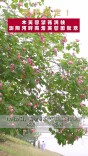 霜降限定！木芙蓉繁花满枝，浏阳河畔藏着芙蓉国秋意