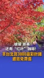坡缓，景美，还有“红叶”咖啡！丰台北宫3000亩彩叶林上线