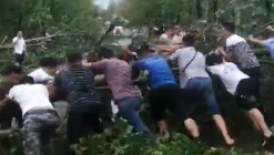 行道树“截断”省道 他们挺身而出