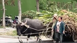 被牵牛的大叔大妈治愈了