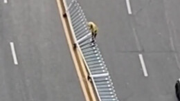 路中央护栏倒地，外卖小哥尝试抬起失败，这时他们出现了！