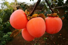 楚国良专栏 | 霜降时节话柿饼