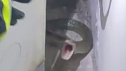 大蛇出没居民家中吓坏老人 株洲消防生擒操作猛如虎