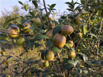 晓霞山老榨茶油香