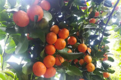 楚国良专栏 |田园筑梦 金果飘香 ——湘潭县云湖桥砂糖橘基地采风行记