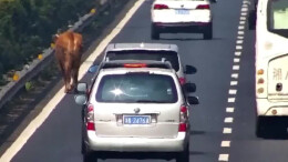 长张高速上一黄牛跳车后“闲逛” 交警化身“赶牛人”消除安全隐患