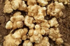 楚国良专栏 | 儿时美味记忆：腌洋姜