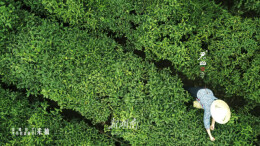 湘茶如何持续飘香