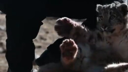 半岁雪豹放归时赖着不走 动保员满满爱意抱其上山