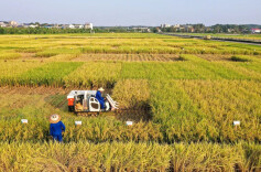 理论智库丨强化保障 深入实施种业振兴行动