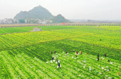 理论智库丨培育特色农产品国际竞争新优势