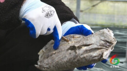 郴州桂东寨前新坑村：冬种羊肚菌 “孕育”致富增收新希望