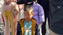 现实版“鹈鹕灌顶”！小朋友被景区鹈鹕大嘴夹住头