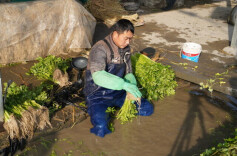 怀化中方：蔬菜基地迎来“开门红” 7天售出5000斤