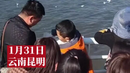 家长带男孩抓海鸥并强行塞进罐子里 被周围游客多次制止才作罢