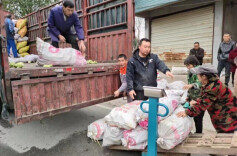 怀化中方铜鼎镇：芥菜基地生机旺 热火朝天收获忙