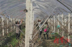 永州蓝山：不负好春光 果园管护忙