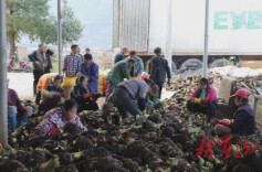 永州蓝山：“芋”见丰收 畅销海外