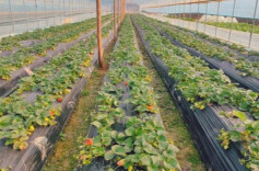 “菜篮子”周报 | 春节假期后生活必需品供应充足