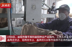 隆平高科为春耕备种，生产加工种子超1300万公斤