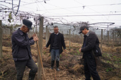 怀化中方：葡萄园里管护忙 不负春光盼丰收