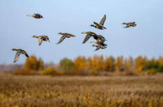 “鸟人”大自然——写在《跟着大雁去迁徙》之外