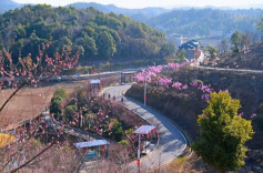 梅林桥畔梅花香