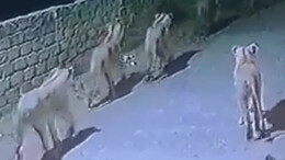 印度8头狮子夜闯村庄寻猎物 街头游荡引村民恐慌