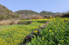 永州江永：油菜花开入画来