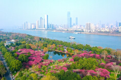 央视关注，人从众的岳麓山无限“梅”好