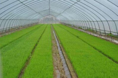 零陵区新增4.2万平方米育秧大棚