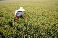 种粮大户执着“耕耘”35载