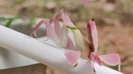 兰花螳螂抖动前行跳“机械舞” 网友：这是螳螂颜值天花板吧！