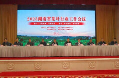 茶企增效，茶农增收！湘茶年综合产值过千亿元