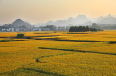 湖南省委一号文件发布！今年“三农”工作怎么干？带你速览——