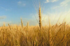 全面推进乡村振兴 加快建设农业强省——2023年省委一号文件新闻发布会答记者问