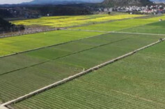 道县85%的耕地建成高标准农田