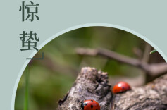 今日惊蛰丨万物生长沐春意 春耕大忙就此始