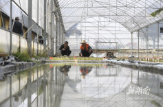 蔬菜育苗“水上漂”