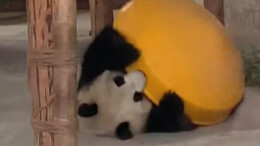 长沙生态动物园熊猫大美变身“功夫熊猫”