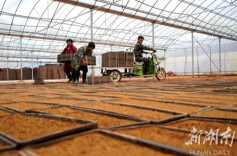 集中育秧效率高