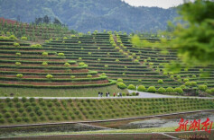 湖南日报|安化跃居全国茶叶百强县第三位