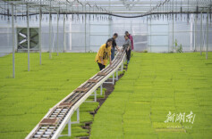 “工厂化”育秧助丰产