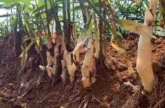 江永：标准化种植 护好“香姜”品牌