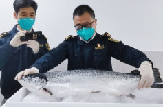 智利冰鲜三文鱼、葡萄、西梅……长沙机场口岸来了很多“新朋友”！