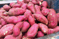 老百姓的故事：高收入夫妻双双回家种红薯