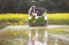 看“育秧工厂”有多智能——流水线育秧 一天两万盘