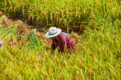田野春潮涌 育秧渐升温 1350万亩早稻集中育秧进度已完成20%
